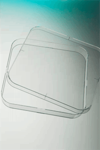 Square Petri plate PS na 4 vents
